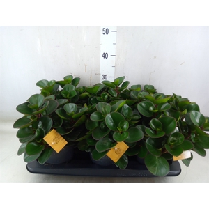 Peperomia obt. 'Burning Bush'