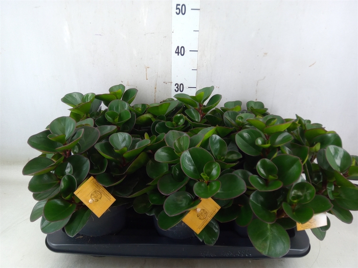 <h4>Peperomia obt. 'Burning Bush'</h4>