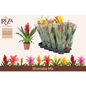 BROMELIA GEM 6 SRT