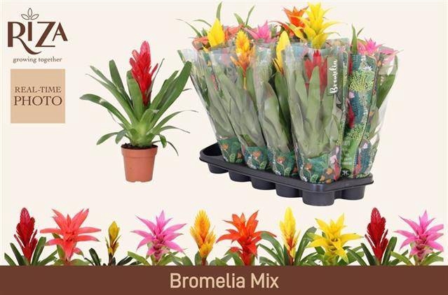 <h4>BROMELIA GEM 6 SRT</h4>
