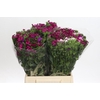 Dianthus Br Gemengd
