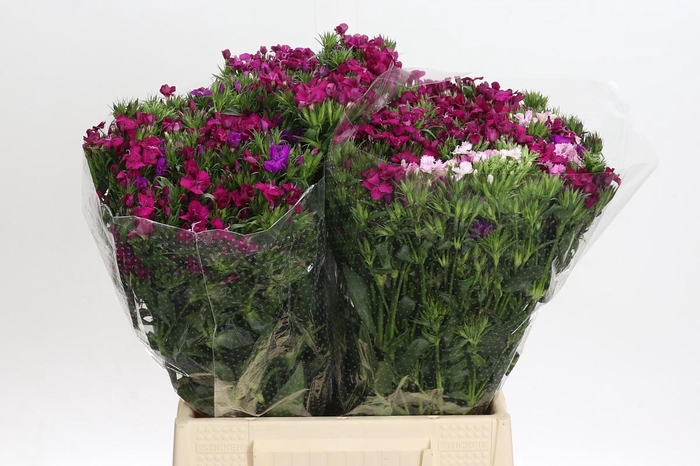 Dianthus Br Gemengd