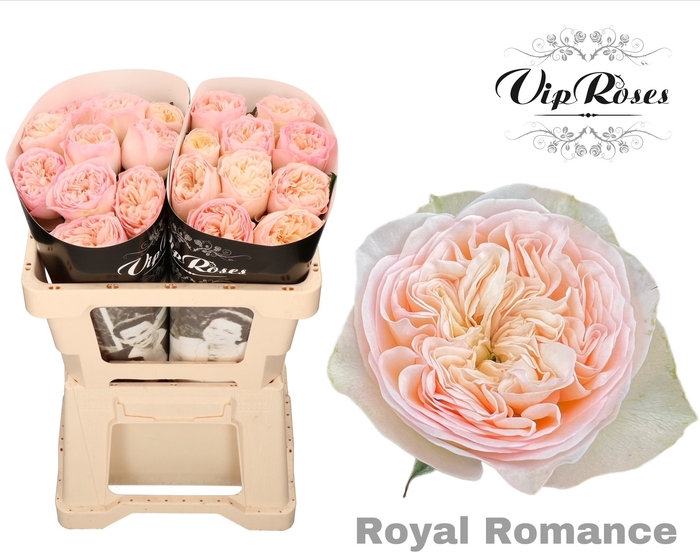 <h4>R GR ROYAL ROMANCE</h4>