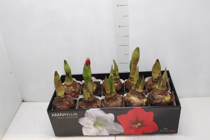 <h4>AMARYLLIS P14 VERMELHO MIN 2 HT</h4>