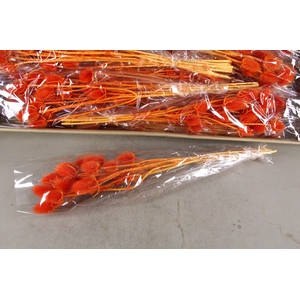 DF Dipsacus Orange Bs 130g