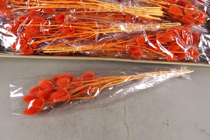 <h4>DF Dipsacus Orange Bs 130g</h4>