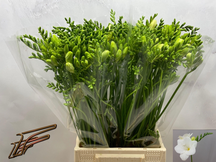 <h4>FR EN CORVETTE</h4>