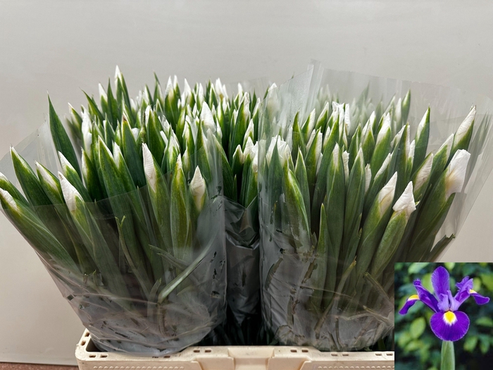 <h4>IRIS WHITE MAGIC</h4>