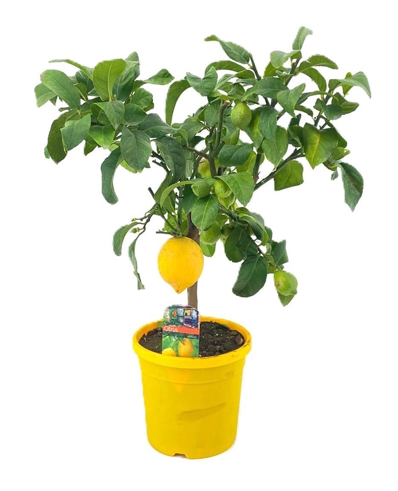 <h4>Citrus lemon</h4>