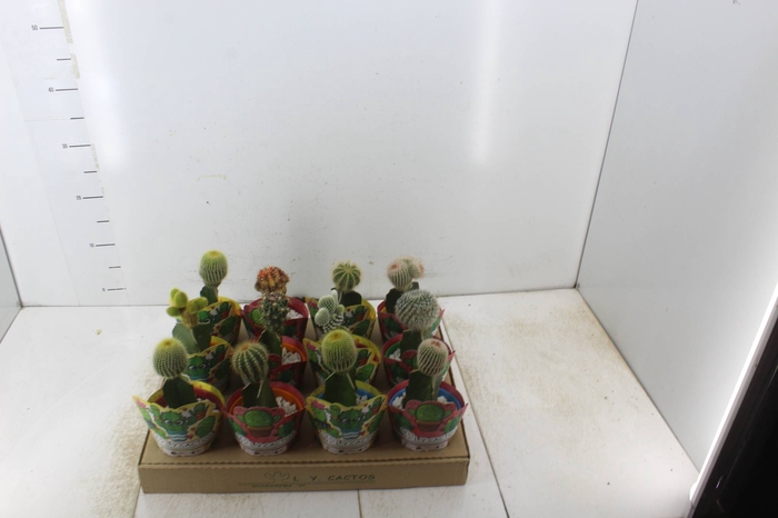 <h4>CACTUS ENXERTADO P10</h4>