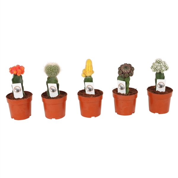 <h4>Cactus mix Ø10,5cm (including Gymnocalycium)</h4>