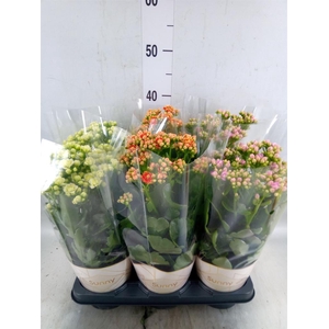 Kalanchoe   ...