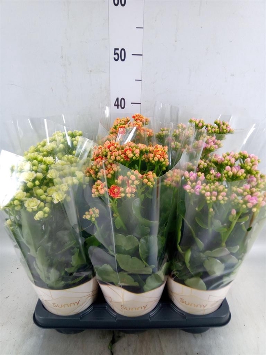 <h4>Kalanchoe   ...</h4>