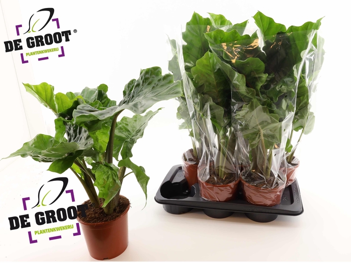 <h4>ALOC LOW RIDER</h4>