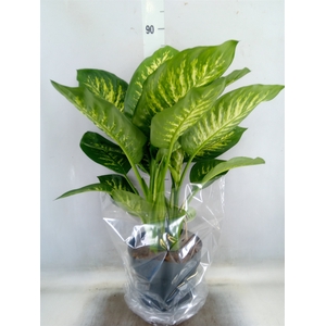 Dieffenbachia seg. 'Reeva'