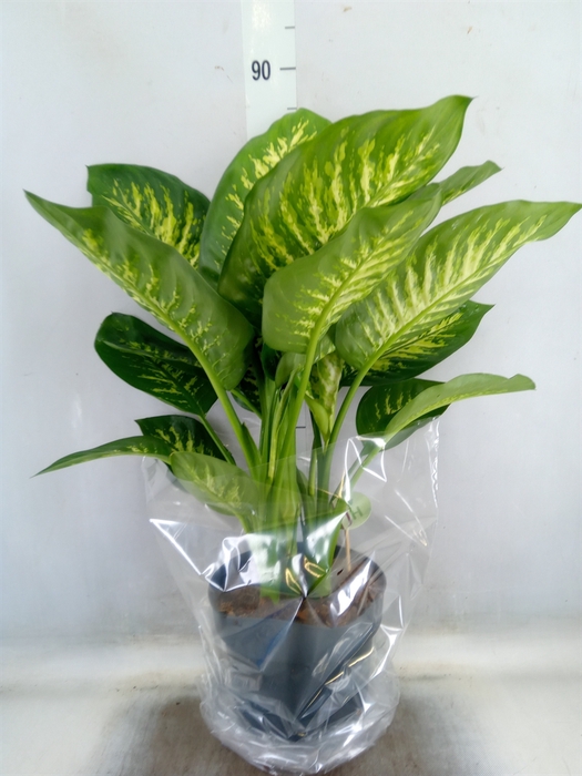 <h4>Dieffenbachia seg. 'Reeva'</h4>