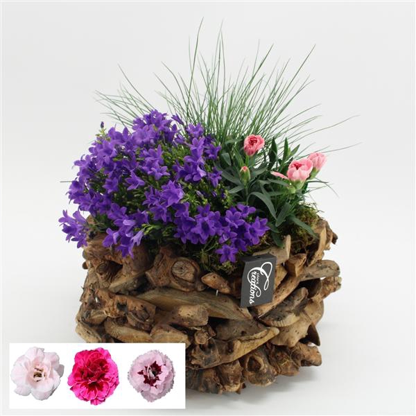 <h4>CACR-2508 Campanula creatie</h4>