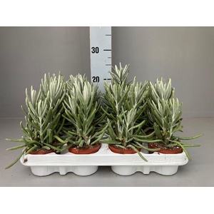 Senecio pyramidatus