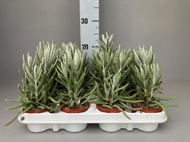 <h4>Senecio pyramidatus</h4>
