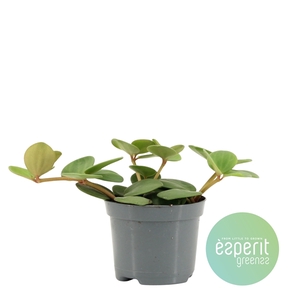 Peperomia Hope