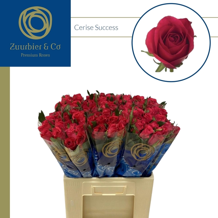 <h4>R GR Cerise Success 60</h4>