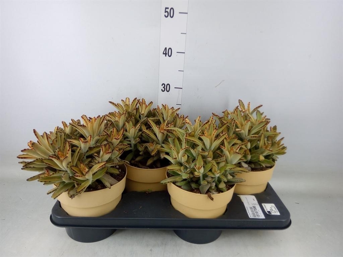 <h4>Kalanchoe NF tomentosa</h4>