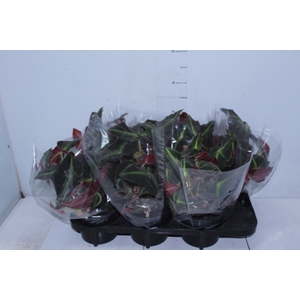 BEGONIA LISTADA P15