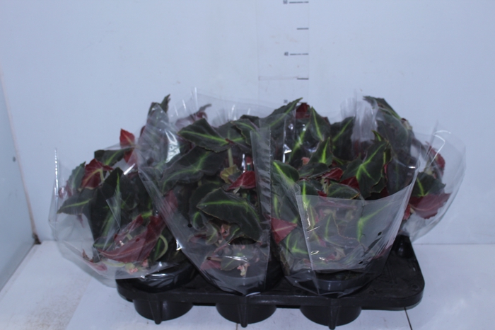 BEGONIA LISTADA P15