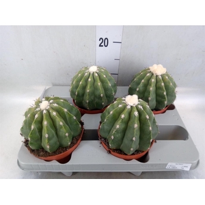 Cactus   ...