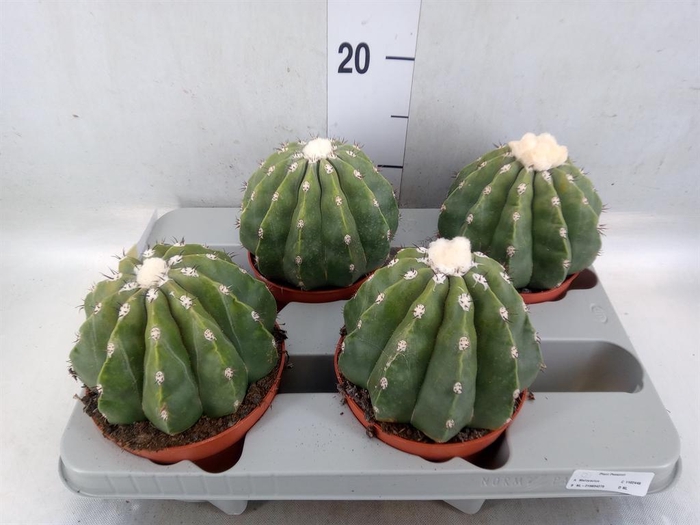 <h4>Cactus   ...</h4>