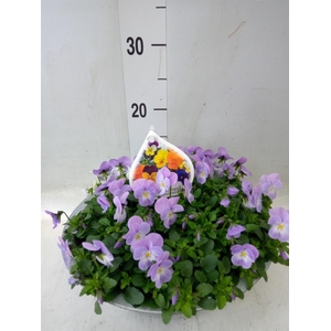 Viola corn.   ...mix