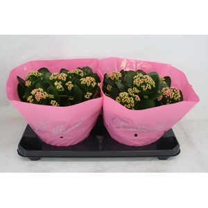 Gevuld 23 cm Weaver Licht-Roze Brilliant (Schaal)