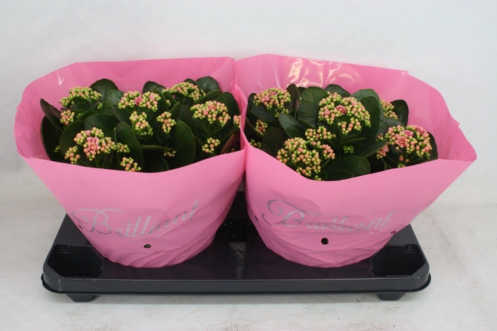 <h4>Gevuld 23 cm Weaver Licht-Roze Brilliant (Schaal)</h4>