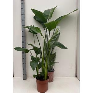 STRELITZIA NICOLAI
