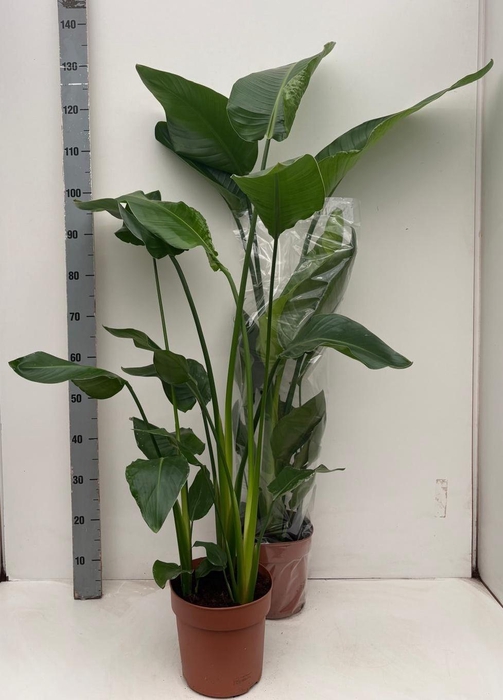 <h4>STRELITZIA NICOLAI</h4>