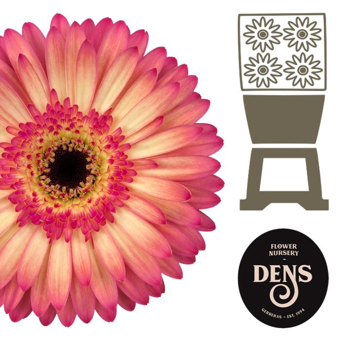 <h4>Gerbera Hippie chic Diamond</h4>