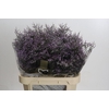 Limonium ov Piuma Sky