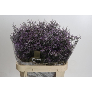Limonium ov Piuma Sky