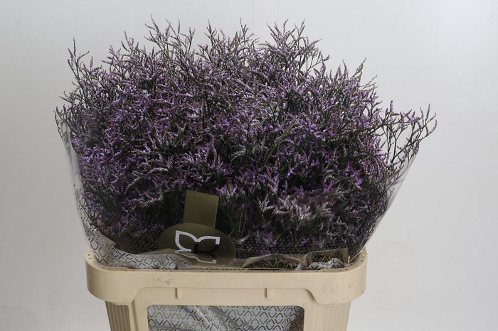 <h4>Limonium ov Piuma Sky</h4>