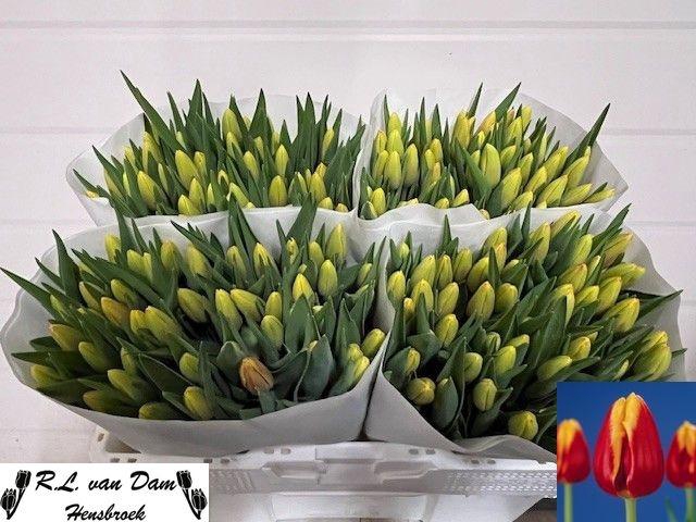 <h4>TU EN DENMARK</h4>