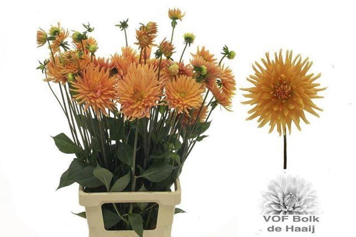 <h4>DAHL ORANJE</h4>