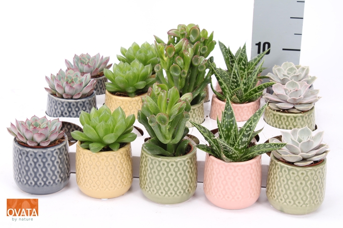 <h4>SUCC GEM 5 SRT</h4>