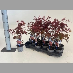 ACER PA ATROPURPUREU