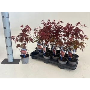 ACER PA ATROPURPUREU