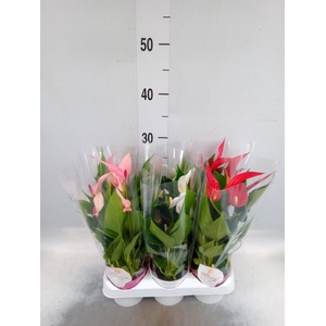 Anthurium   ...mix