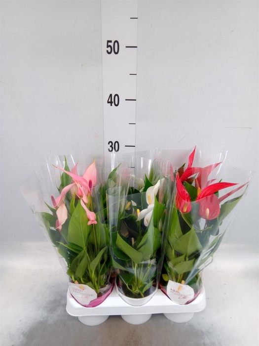 <h4>Anthurium   ...mix</h4>