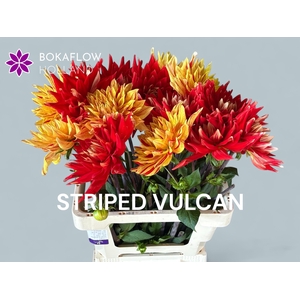 DAHL STRIPED VULCAN