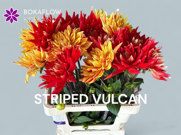 <h4>DAHL STRIPED VULCAN</h4>