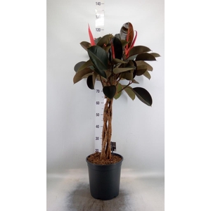 Ficus elastica 'Burgundy'
