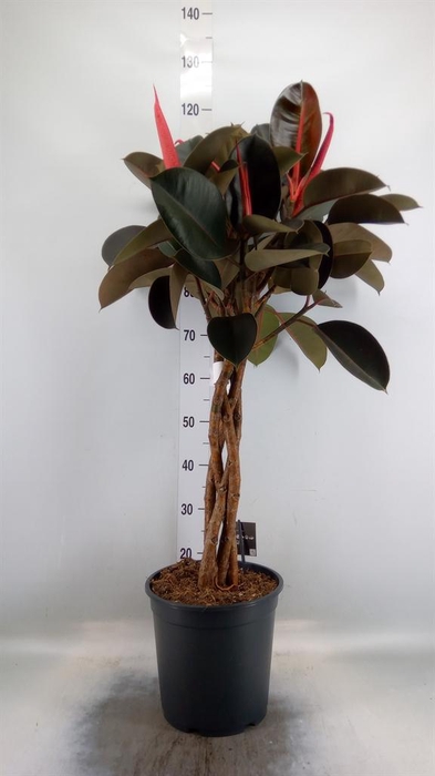 <h4>Ficus elastica 'Burgundy'</h4>